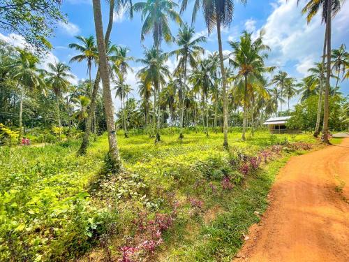 a dirt road through a field of palm trees at Amandawa Eco in Gampaha