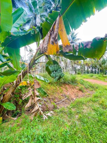 a bunch of bananas hanging from a banana tree at Amandawa Eco in Gampaha