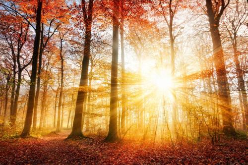 an autumn forest with the sun shining through the trees at Holiday home with private Sauna on the Veluwe with cold water Tub bath in Putten