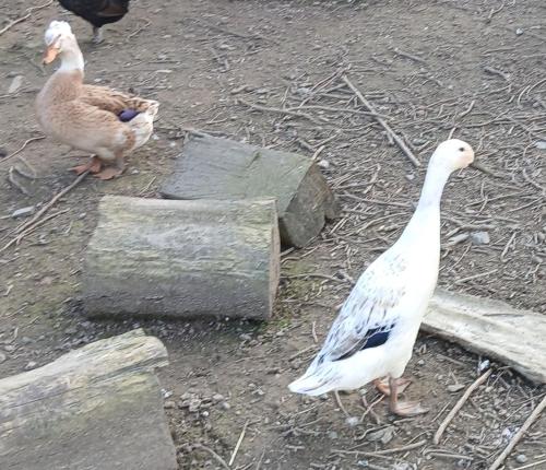 Altri animali domestici presso l'affittacamere o nei dintorni