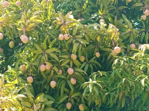 a tree with lots of fruit on it at Villa Best Holiday- breathtaking sea views, amazing garden, private pool, BBQ, next to CORAL BAY, Lower Peyia, Paphos in Peyia
