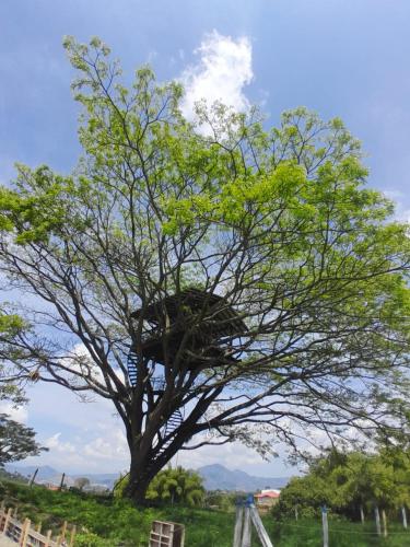Gallery image of Ecohotel Guaduales Nature in Pereira