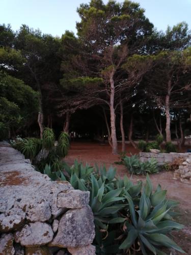 a garden with succulent plants and a stone wall at VillA LA PinetA in Favignana