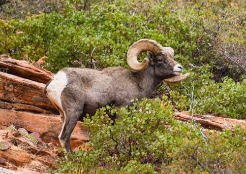 a ram with large horns standing on a rock at Glamping Tent #8 with AC Heat AC and Private Bath in Orderville