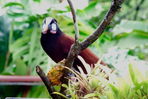 a bird is sitting on a tree branch at Tenorio Lodge in Bijagua