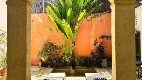 a pool of water with plants in front of a wall at Casa Zarah - Alma Hotels in Santa Marta