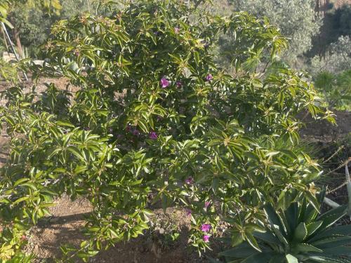 Κήπος έξω από το B&B Sol y Monte