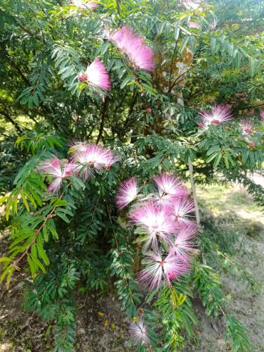 a bunch of pink flowers on a tree at Refúgio Atlântico in Mogi das Cruzes