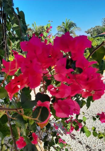 a bunch of pink flowers in a garden at Casa Motmot Guanacaste in Puerto Viejo