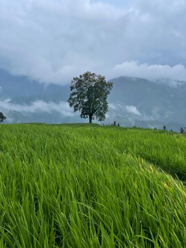 a tree in the middle of a green field at Rice View Lodge in Longsheng
