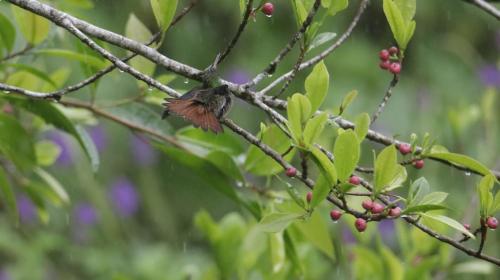 a bird perched on a branch of a tree with berries at Aves de Tierras Altas in Bijagua
