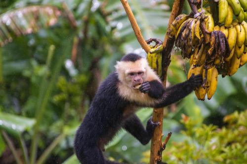 a monkey climbing a tree with a bunch of bananas at Aves de Tierras Altas in Bijagua