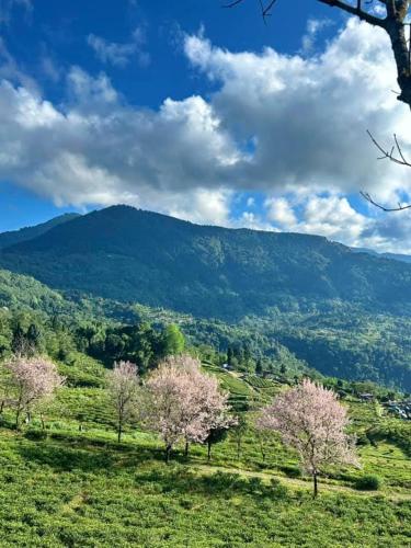 a field with trees and a mountain in the background at Samabeong Homestay Tindhurey in Lava