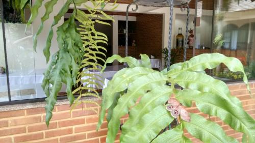 a large green plant in front of a brick wall at Pousada Recanto das Águas in Lumiar