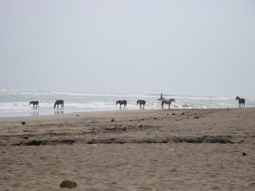 a group of horses standing on the beach at La Dolce Vita in Esterillos