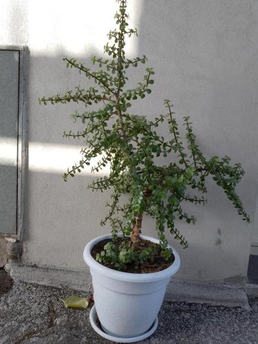 Gambar di galeri bagi Le Casette di Nonna Rosa in Fontanarossa Catania Airport di Catania