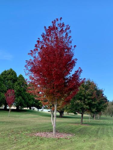 a tree with red leaves in a park at Sunday at Mirumiru with Views, Space and Serenity in Tenterfield