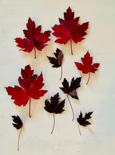 a group of red maple leaves on a white surface at Sunday at Mirumiru with Views, Space and Serenity in Tenterfield