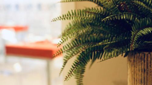 a green plant sitting next to a wall at Les Suites Bari Italian Excellence Bed and Breakfast in Bari