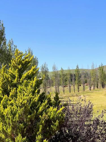 a christmas tree in the middle of a field at Ambience on N2 Boutique Hotel in Kokstad