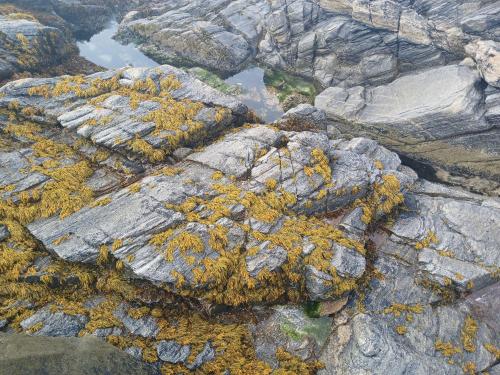 an aerial view of some rocks with plants on them at Seaview in Stornoway