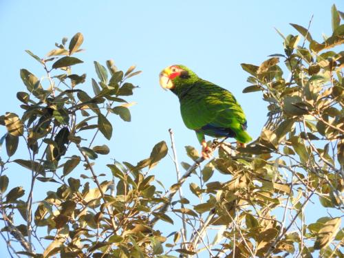 a green parrot perched on top of a tree at Becks Bed & Breakfast in Crooked Tree
