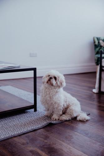 a white dog sitting on the floor next to a mirror at Converted bank centre of Holmfirth -split apartment, Bronte- Archive in Holmfirth