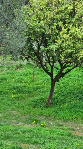 Κήπος έξω από το Greece - holidays & long stays - 2 Vilas