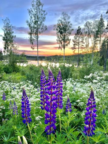 a field of purple flowers with trees in the background at Haven Islands Treehouse on a private island in Torrflonäs