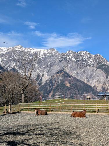 two cows laying on the ground in front of a mountain at Zom Ruaba in Bartholomäberg
