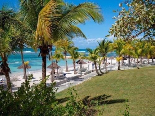a view of a beach with palm trees and the ocean at Sainte-Anne in Sainte-Anne