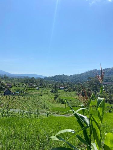 Landskap semula jadi dekat dengan rumah tamu ini