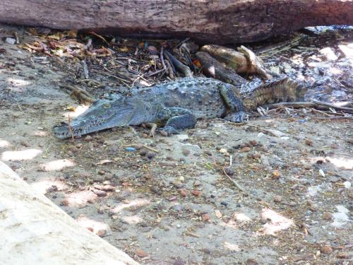 a crocodile laying on the ground in the dirt at Hotel Hibiscus in Playa Junquillal