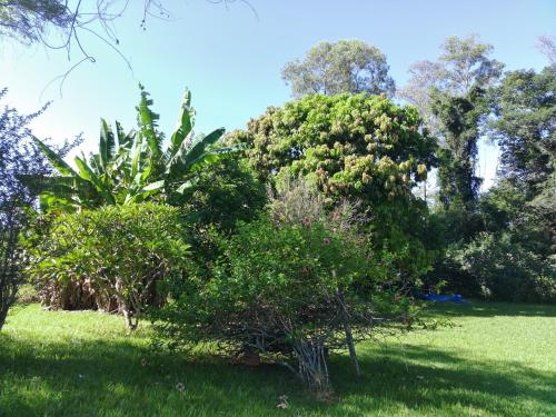 a group of trees and bushes in a field at Chácara Tâmo na mió, Confortável casa de campo para famílias com Wifi, max 15 pessoas in Limeira