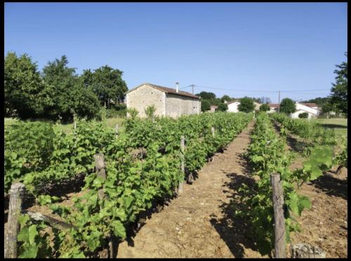 a row of plants in a field next to a fence at Gite Vigne - stay on a vineyard, overlooking the vines in Savigné