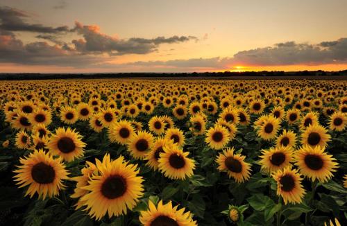 a large field of sunflowers at sunset at Maison Vigneronne - Stay on a vineyard, in the winegrowers cottage in Savigné