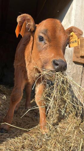 a baby cow eating hay in a barn at Agriturismo I Leprotti in Abbiategrasso