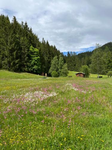 a field of flowers in a field with trees at Bauernhütte Niedermaisgut in Eben im Pongau
