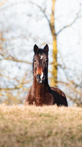 a brown horse is standing in a field at Agriturismo I Leprotti in Abbiategrasso