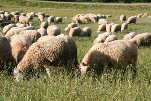 シャレーの敷地内または近くにいる動物