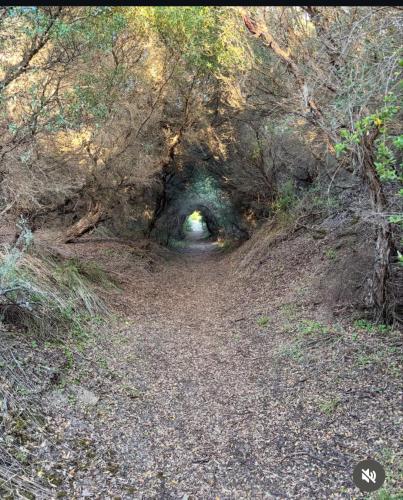 a dirt road through a tunnel in the woods at Beautiful, Cosy and Quiet in Cape Paterson