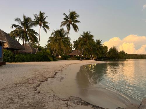 a beach with palm trees and the water at Beach de rêve de moorea in Hauru