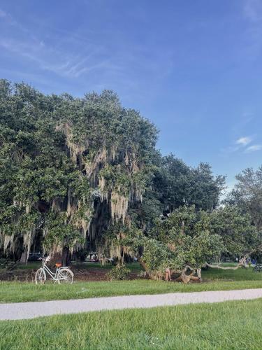 a bike parked in front of a large tree at Guesthouse on Girod in Mandeville