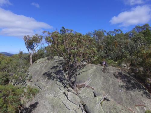 a rock with a tree on top of it at Severnview in Ballandean