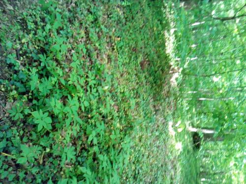 une clôture recouverte d'herbe verte et d'herbes dans l'établissement Appartementt à louer à Rennes, à Rennes