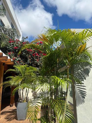 a group of palm trees in front of a building at Pumma Business Hotel in Canaã dos Carajás