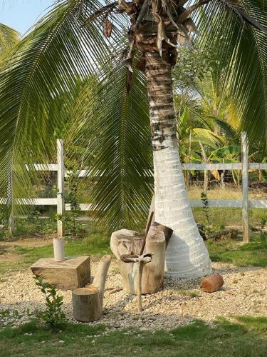 a palm tree with a chair and a coconut tree at Habitación 6 personas in Moñitos