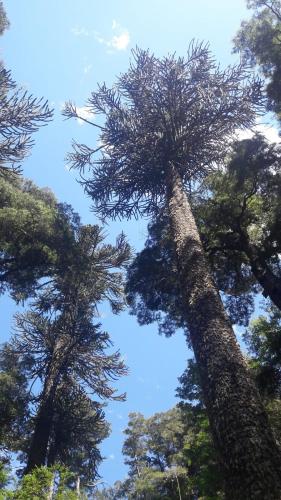 Gallery image of Cabaña en el bosque in Coñaripe