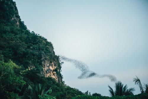 a flock of birds flying over a mountain at Avani Khon Kaen Hotel & Convention Centre in Khon Kaen