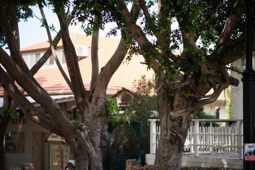 a large tree in front of a house at Like Home Gedera in Gedera